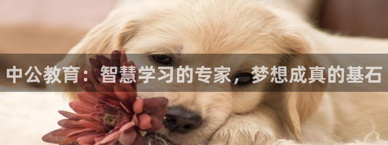 娱乐新航标：中公教育：智慧学习的专家，梦想成真的基石